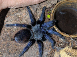 Lasiocyano adult female