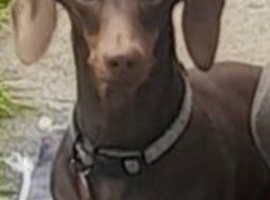 Female Dachound