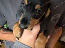 2 black and tan boys
