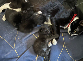 Black and white kittens