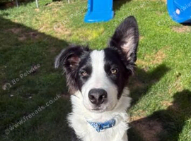 7-month-old border collie male