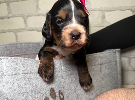 X7 cockapoo F1B puppies