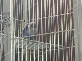 Pair of lovebirds for sale