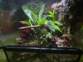Fully Bioactive Dart Frog Vivarium Setup &ndash; 45x45x45 Exo Terra &ndash; Planted & Automated