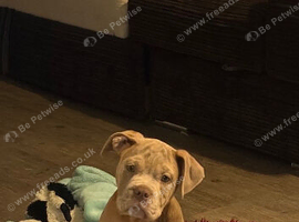 LAST BOY LEFT!! &pound;500 OR NEAREST OFFER!