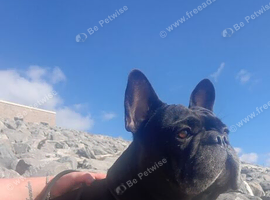 Male frenchie