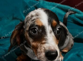 Stunning Miniature Dachsund Puppies