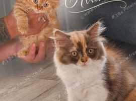 Pedigree British Longhair kittens TICA registered