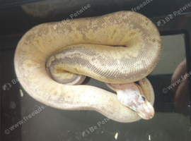 Royal pythons both male n female