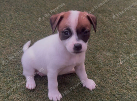 **READY NOW WE NOW ONLY HAVE 4 AVAILABLE ** 5 adorable 8 week old puppies