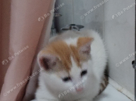 2 white and ginger kittens for sale