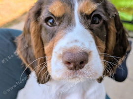 Cocker spaniel puppy
