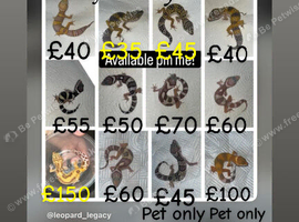 A range of leopard gecko and crested gecko babies for sale!