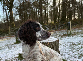 Sprocker Dog