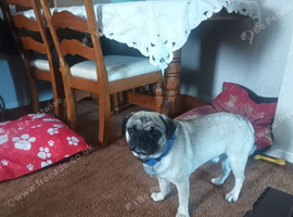 Rehome