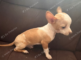 Male chihuahua