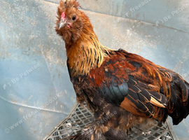 Satin Silkie Trio