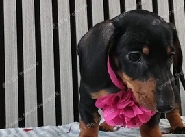 Mini Dachshund