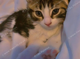 Beautiful kittens for sales