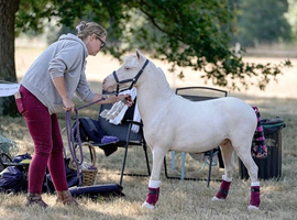 Amha/amhr cremello colt