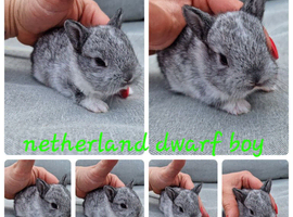 Netherland dwarf babies available for reserve