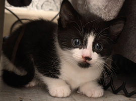 Male kitten