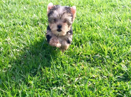 Our very small yorkie