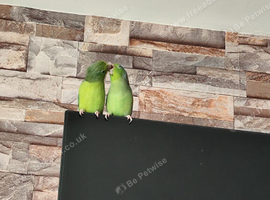 Couple of parrotlets