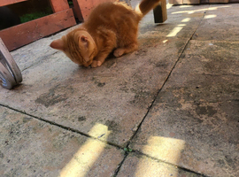 Boy ginger