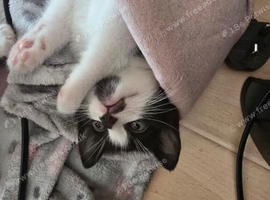 male 1 month old kitten need urgent home