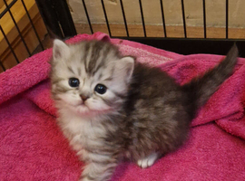 Chinchilla / ragdoll
