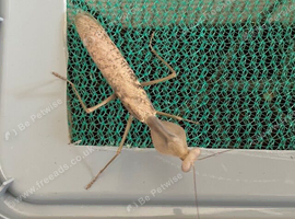 Pair of Timor shield mantis (Rhombodera kirbyi) plus other inverts