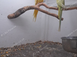 Bonded pair Indian ringnecks