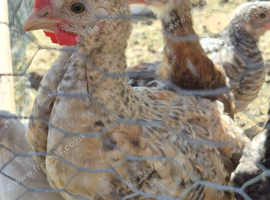 Cockrel 4 weeks old