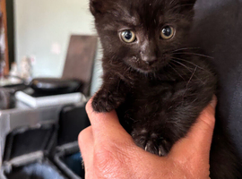 8 week old kittens for sale