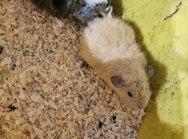Baby guinea-pigs ready now