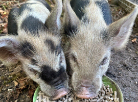 Male & female Kune Kune pigs available