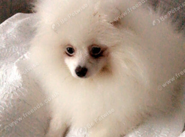 Beautiful white Pomeranian