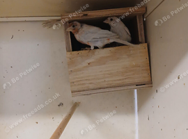 Opal Mexican house finches for sale.