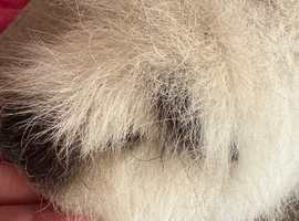Guinea pig Swiss white Californian boar