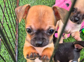 KC REG CHIHUAHUAS LAST BOY READY NOW!