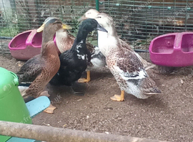 2 female ducks