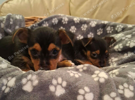 Jack Russell cross puppies