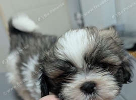 ONLY 2 BOYS LEFT Beautiful shih tzu puppies 3 girls 2 boys