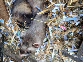 Jil ferret