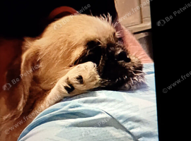 4 beautiful pugzu puppies