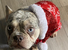 merle french bull dog