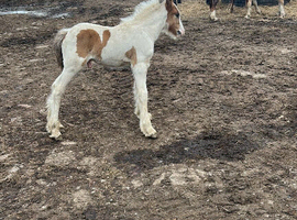 Outstanding colt foal for sale