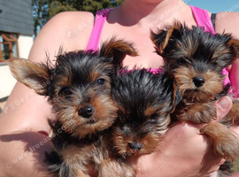 Yorkshire terrier puppies