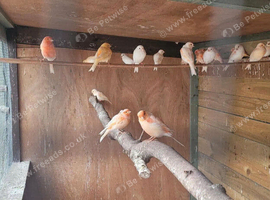 Young canaries